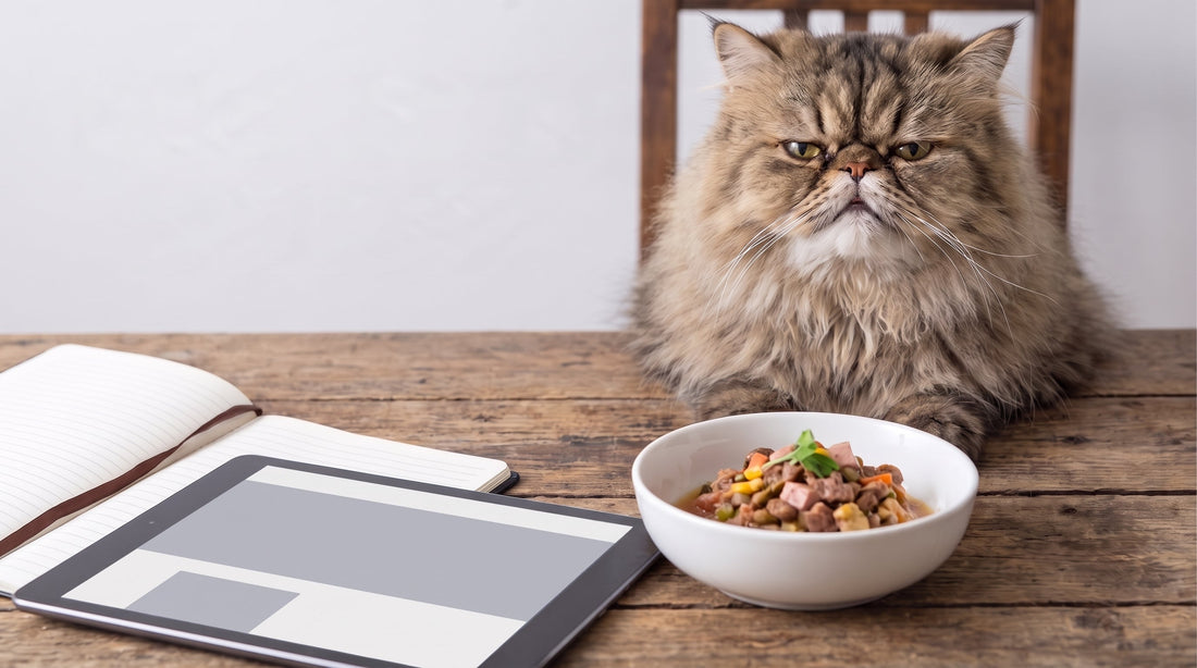 9 Things To Do When Your Cat Is a Picky Eater
