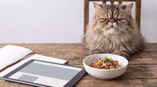 9 Things To Do When Your Cat Is a Picky Eater