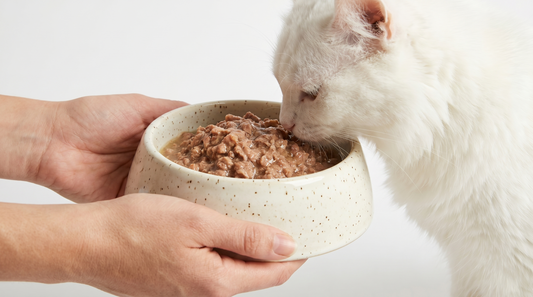 Best Cat Food Brands For A Picky Cat