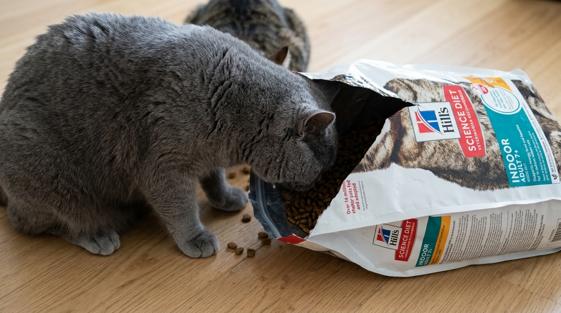 Best Dry Food for Senior Cats With Dental Issues