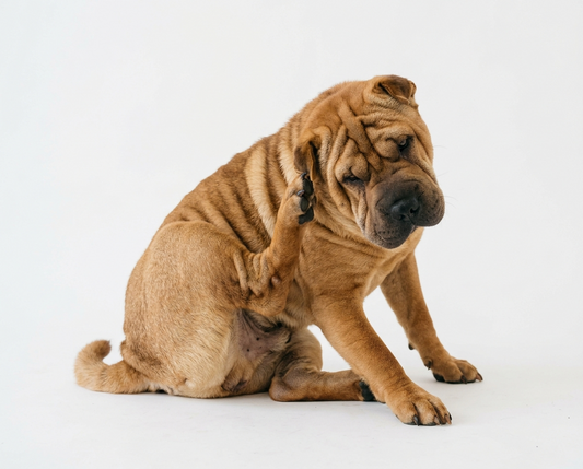 Home Remedy for Yeast Infection in Dogs Ear
