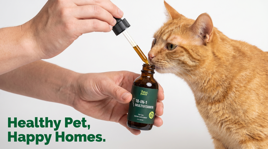 Top Picks for the Best Multivitamin for Cats