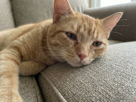 Why Cats Need Lysine?