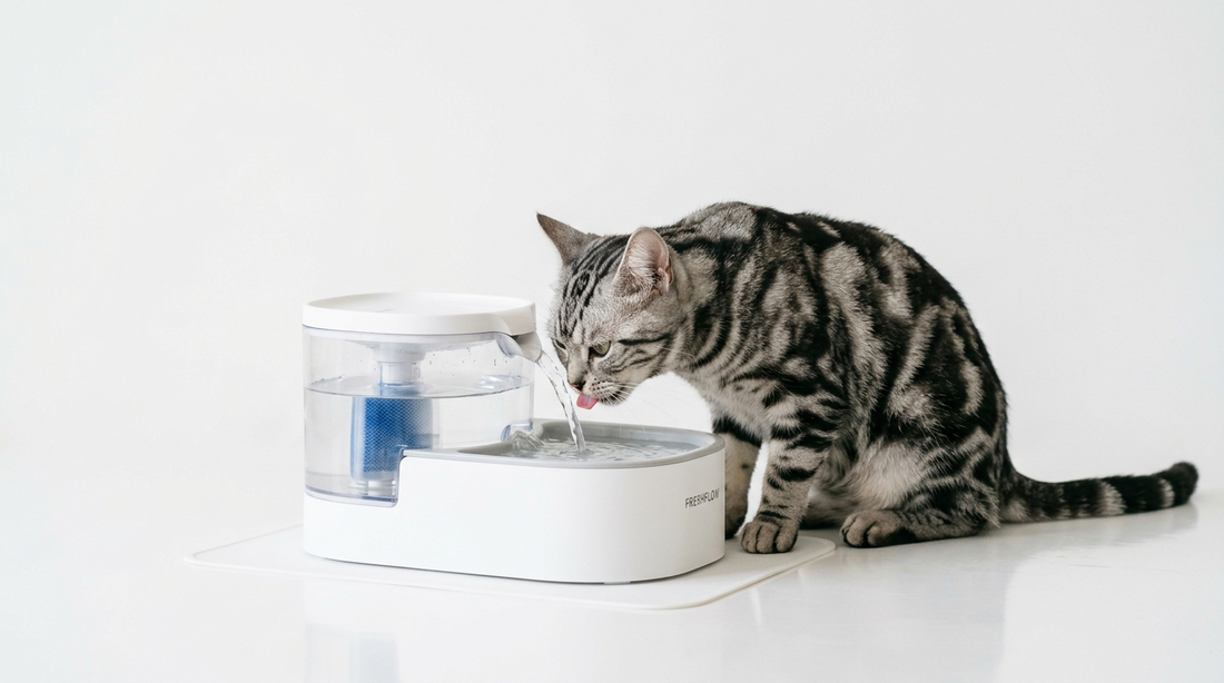Tips to Place Your Cat's Water Bowl to Help Your Cat Drink More Water