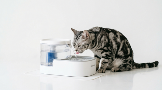 Tips to Place Your Cat's Water Bowl to Help Your Cat Drink More Water
