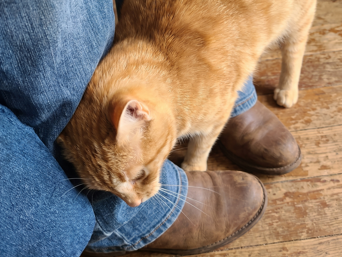 Why Do Cats Rub Against Your Legs? [6 Reasons Explained]