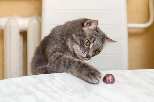 Why Cats Love Knocking Things Off Tables